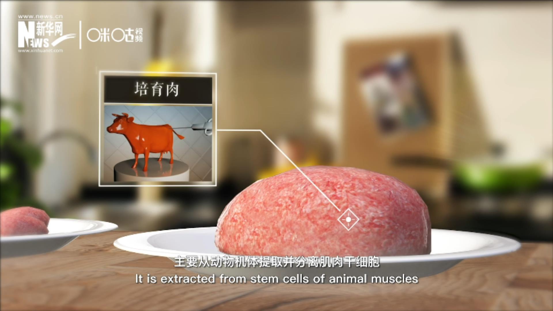 培育肉主要是從動物機體提取并分離肌肉干細胞，在實驗室里培養而成