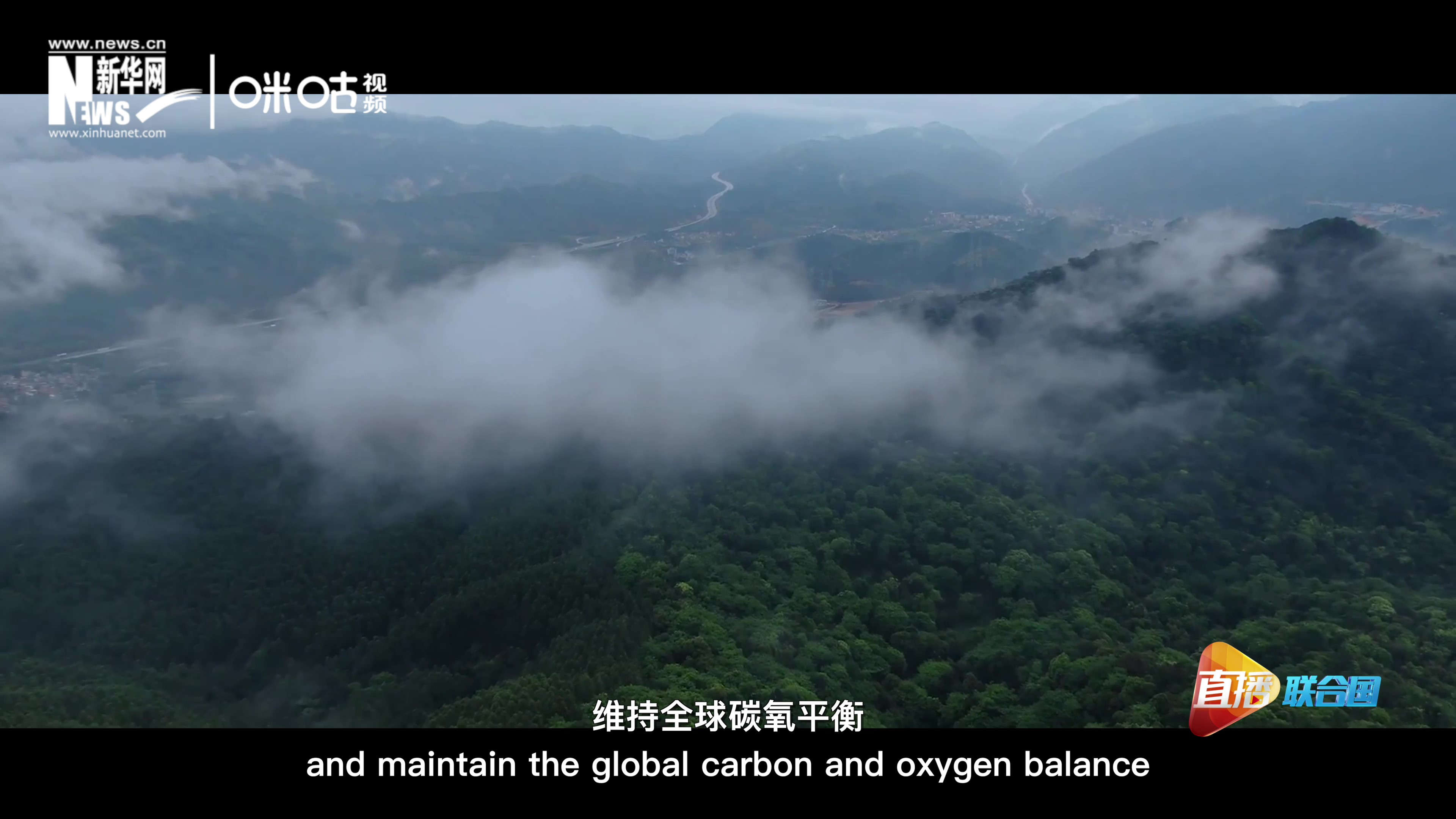 森林的碳匯可以協助減緩氣候變化，維持全球碳氧平衡